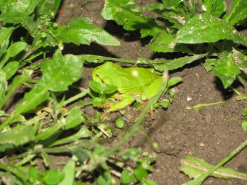 zielona żabka #żaba