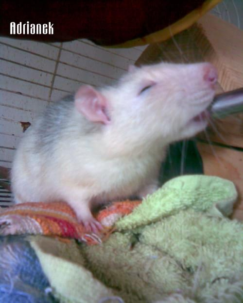 Adrianek 6 listopada 2008 #szczur #szczurek #adrian