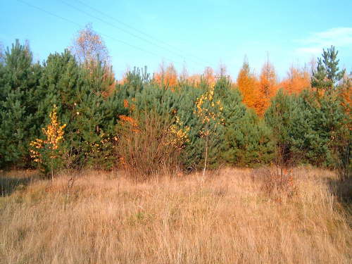 jesien na działce #jesień #las #drzewa #opad #liscie #zółć #zółtość #kolory #natura #przyroda #piękno #sosny #brzozy
