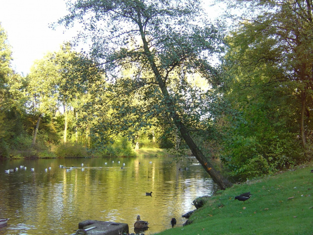 kolo mojego domu 10 m ,przechodze codziennie i podziwiam kaczuszki