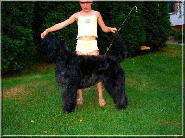 Bouvier des Flandres Bum Bum Vrctra chucho #BouvierDesFlandres