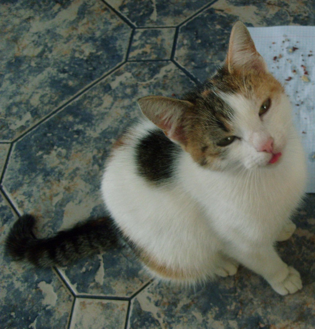 Moja wspaniała kotka!!! #Brunia #kotka #kicia #śliczna #ślicznie #cudowna #wspaniała