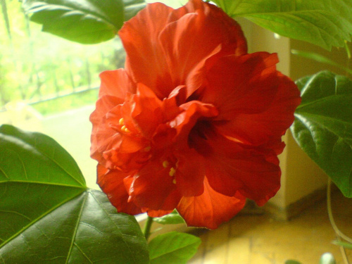 hibiscus czerwony półpełny