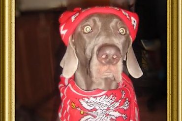 #WyżełWeimarski #wyżeł #weimaranus #weimaraners #weimar