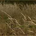 Lubię te trawy o poranku #woda #ptaki #czaple #kaczki #jesień