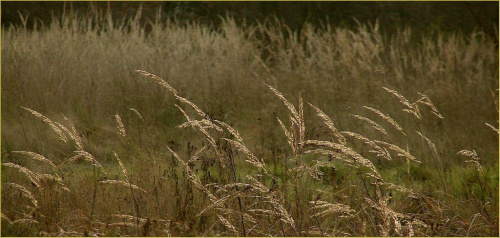 Lubię te trawy o poranku #woda #ptaki #czaple #kaczki #jesień