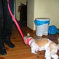 shih tzu Figa