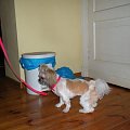 shih tzu Figa