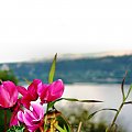 #kwiaty #jezioro #natura #piekno #różowy
