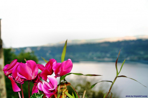 #kwiaty #jezioro #natura #piekno #różowy