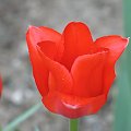 Tulipan