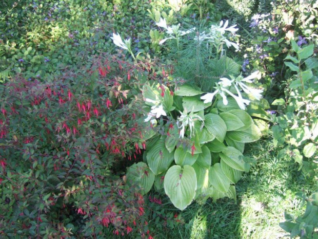 Hosta Plantaginea