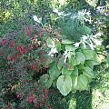 Hosta Plantaginea