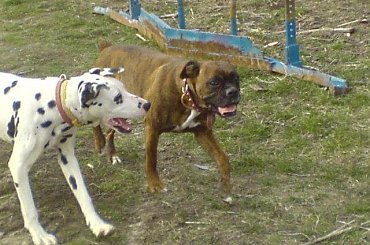 Chuch Norris, Frodo czyli Bamsej i Sara ) #Frodo #Bamsej #Sara #ChuchNorris #dalmatyńczyk #bokser