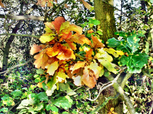 Barwy jesieni #jesień #drzewo