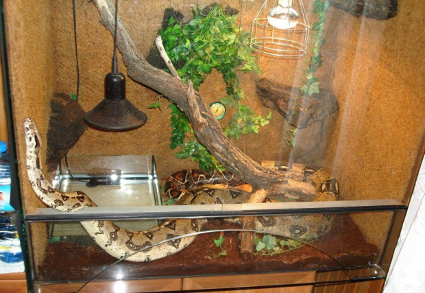 boa w terarium #boa #dziura #dusiciel