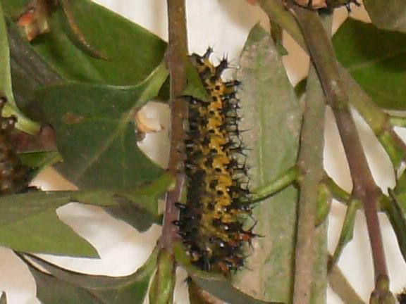 Hyalophora cecropia