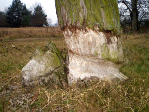 Pozdrowienia z Warty przesyła Pan Bóbr :)