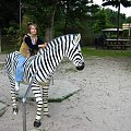 zebra, ale sztuczna