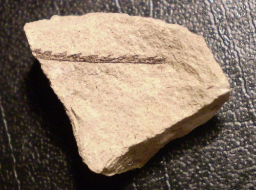 Graptolit . Długość osobnika - 1,2 cm . Wiek - ? Data znalezienia : 2004 .