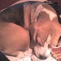 #beagle #psy #pies #BlackMeatal