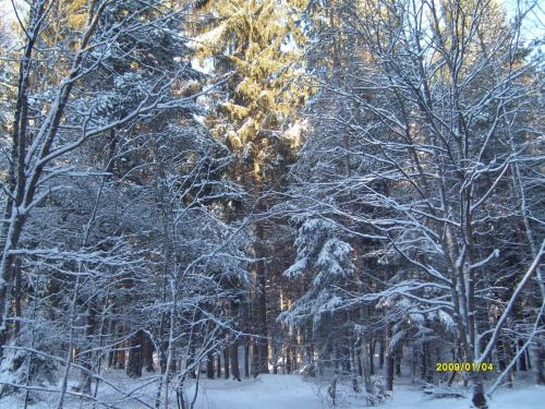 Zima w gdyńskim lesie