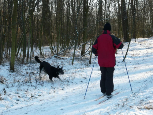 w zimowej szacie - spacer z Mimi
- a ten narciarz bardzo ją zainteresował , hihi jakiś dziwny ten człowiek #pies #psy #zwierzęta