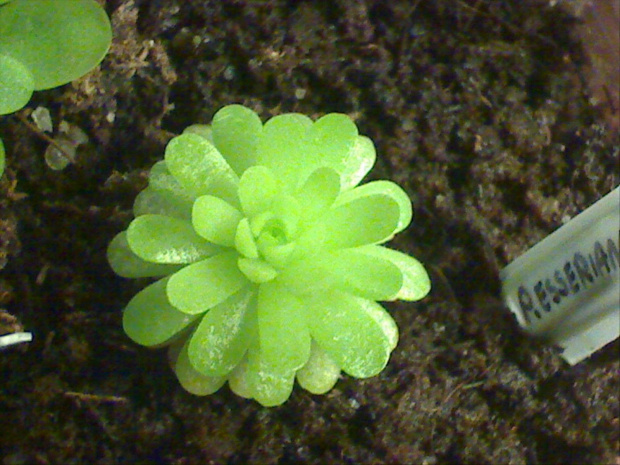 Pinguicula esseriana