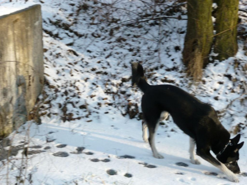 w zimowej szacie - spacer z Mimi #pies #psy #zwierzęta