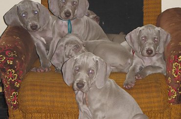 wyżły weimarskie, szczeniaki #wyżeł #weimarski #wyżły #weimarskie #szczeniaki #szczeniak #szczenię #szczenięta #pies #psy #pieski