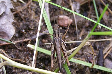 Konik polny #KonikPolny #trawa #owad #szarańczowate #mikrokosmos