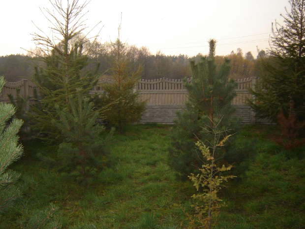 Mój las 2008. Grzyby już były i to sporo