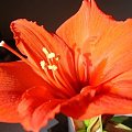 Hippeastrum - kundelek