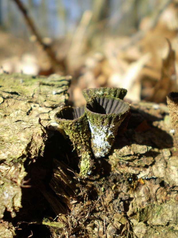 Kubek prążkowany - Cyathus striatus . Data : 24.02.2008. Miejscowość : Smogorzewo .