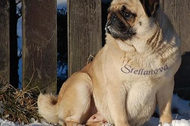 #mops #mopsy #pug #stellanova