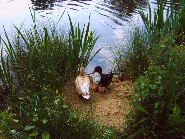 Tangstedt bei Hamburg, V.2004 r.