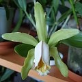 Cattleya forbesi