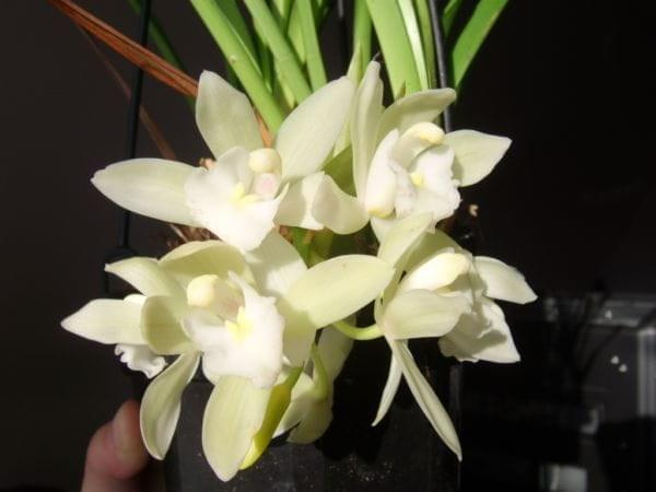 Cymbidium The Judge