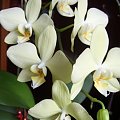 Phalaenopsis 2