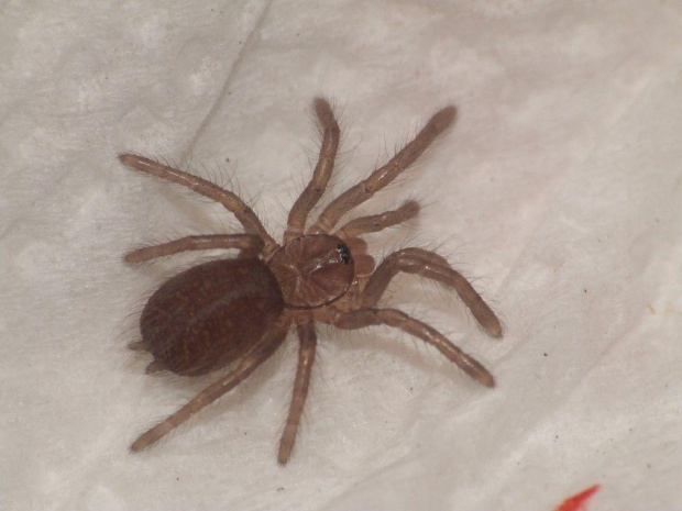 P. chordatus