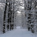 Zima w Zielonym Lesie