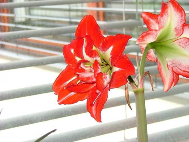 odmiana 'Pasadena' - 29 marca 2008 #amarylis #Hippeastrum #hydroponika #Pasadena