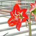 odmiana 'Pasadena' - 29 marca 2008 #amarylis #Hippeastrum #hydroponika #Pasadena