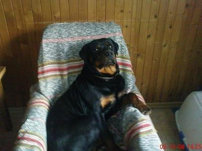 #pies #psy #rottweiler