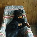 #pies #psy #rottweiler