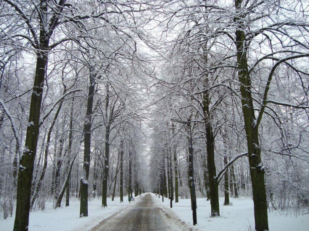 zimowo #park #snieg #śnieg #zima #drzewa