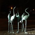 Flamingi #Flamingi #czaple #ptaki #AkademiaRzygaczy #zoo #WolneForumGdańsk