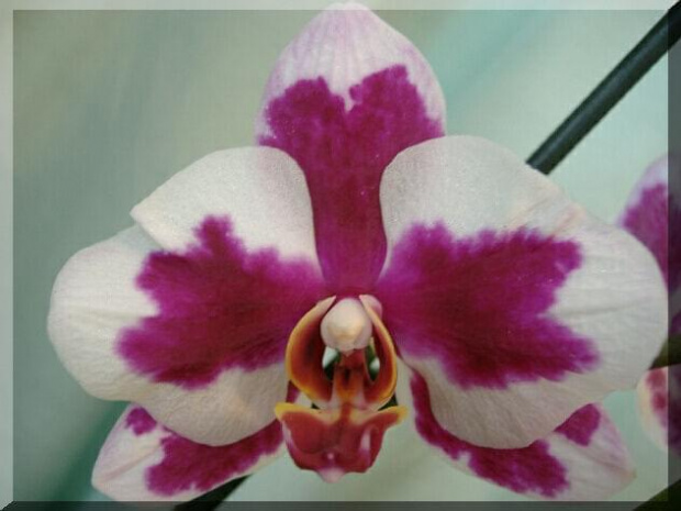 Phalaenopsis