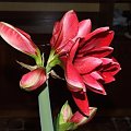 odmiana 'Double Dragon' - 25 stycznia 2009 #amarylis #DoubleDragon #Hippeastrum #hydroponika