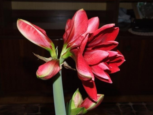 odmiana 'Double Dragon' - 25 stycznia 2009 #amarylis #DoubleDragon #Hippeastrum #hydroponika